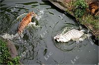 Fauna & Flora: white tiger against siberian tiger