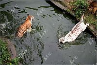 Fauna & Flora: white tiger against siberian tiger