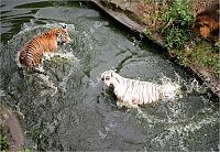 Fauna & Flora: white tiger against siberian tiger