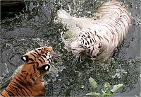 Fauna & Flora: white tiger against siberian tiger