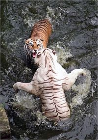 Fauna & Flora: white tiger against siberian tiger