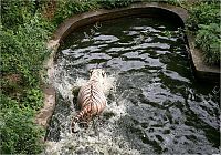 Fauna & Flora: white tiger against siberian tiger