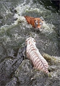 Fauna & Flora: white tiger against siberian tiger