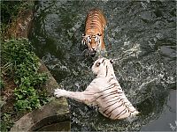 Fauna & Flora: white tiger against siberian tiger