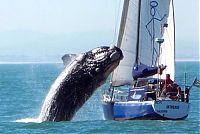 Fauna & Flora: southern right whale breached on a ship