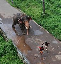 Fauna & Flora: Elephant's wild run, India