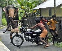 Elephant's wild run, India