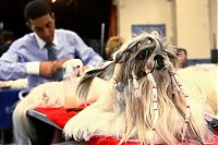 TopRq.com search results: dog grooming