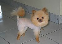 TopRq.com search results: dog grooming