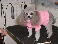 TopRq.com search results: dog grooming