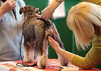 Fauna & Flora: dog grooming