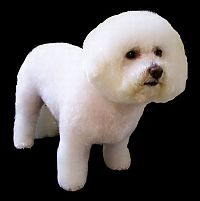 TopRq.com search results: dog grooming