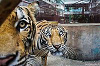 Fauna & Flora: Tiger farm, Thailand