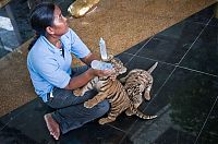 Fauna & Flora: Tiger farm, Thailand