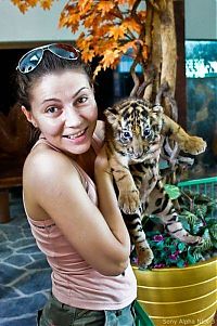 Fauna & Flora: Tiger farm, Thailand