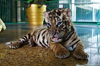 TopRq.com search results: Tiger farm, Thailand
