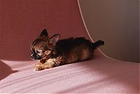 Fauna & Flora: cute puppy dog
