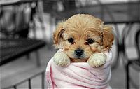 Fauna & Flora: cute puppy dog