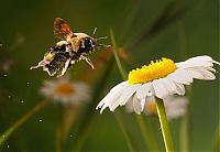 Fauna & Flora: High speed animal photography by Scott Linstead