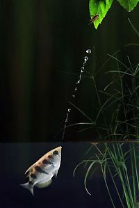 Fauna & Flora: High speed animal photography by Scott Linstead