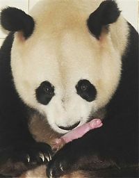 Fauna & Flora: giant panda and newborn cubs