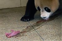 Fauna & Flora: giant panda and newborn cubs