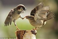 Fauna & Flora: fighting birds