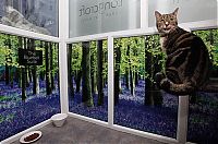 Fauna & Flora: Luxury feline hotel, United Kingdom