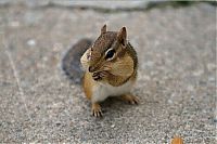 Fauna & Flora: squirrel in action