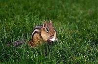 Fauna & Flora: squirrel in action