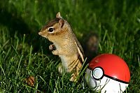 Fauna & Flora: squirrel in action