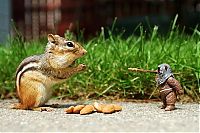 Fauna & Flora: squirrel in action