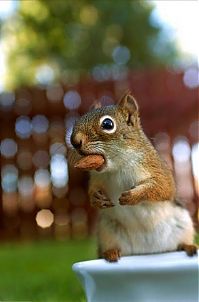 Fauna & Flora: squirrel in action