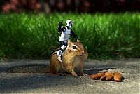 Fauna & Flora: squirrel in action