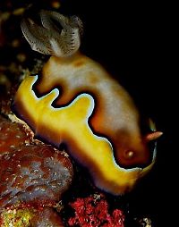 TopRq.com search results: marine biologists photography of underwater creatures