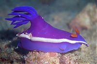 TopRq.com search results: marine biologists photography of underwater creatures