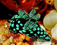 TopRq.com search results: marine biologists photography of underwater creatures