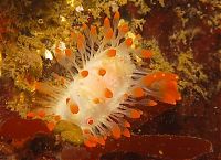 TopRq.com search results: marine biologists photography of underwater creatures