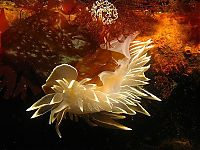 TopRq.com search results: marine biologists photography of underwater creatures