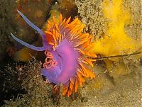 Fauna & Flora: marine biologists photography of underwater creatures