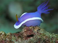 TopRq.com search results: marine biologists photography of underwater creatures