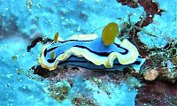 TopRq.com search results: marine biologists photography of underwater creatures