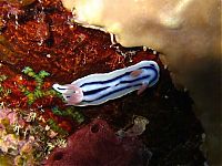 TopRq.com search results: marine biologists photography of underwater creatures