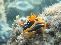 TopRq.com search results: marine biologists photography of underwater creatures