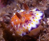 Fauna & Flora: marine biologists photography of underwater creatures