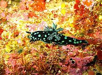 TopRq.com search results: marine biologists photography of underwater creatures