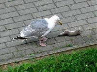 TopRq.com search results: seagull eats a dead rat