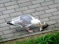 Fauna & Flora: seagull eats a dead rat