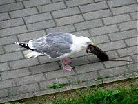 Fauna & Flora: seagull eats a dead rat