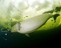 Fauna & Flora: White whale by Andrey Nekrasov